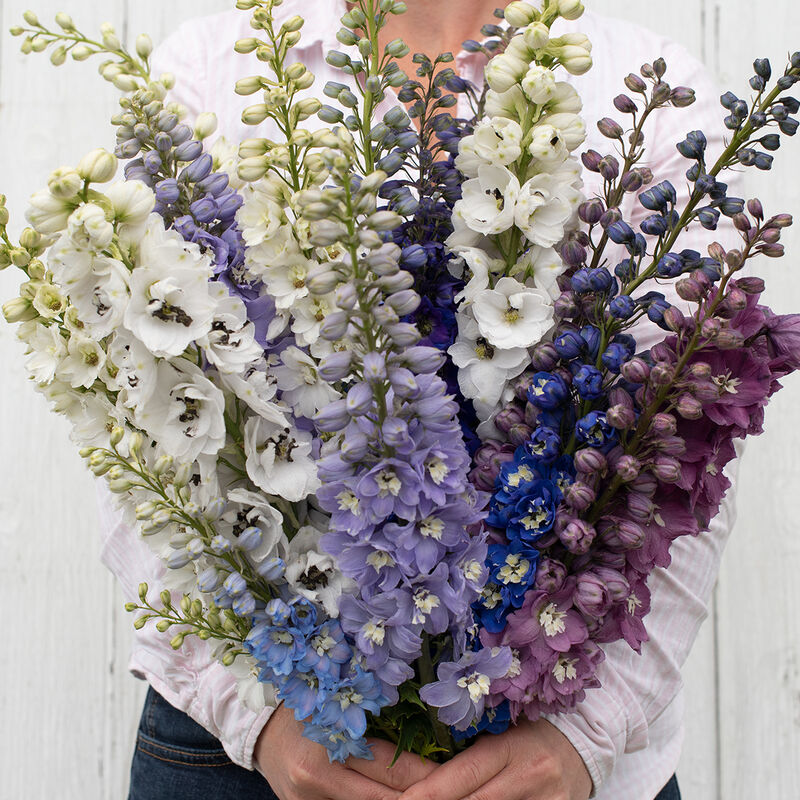 Delphinium - Magic Fountains Mix