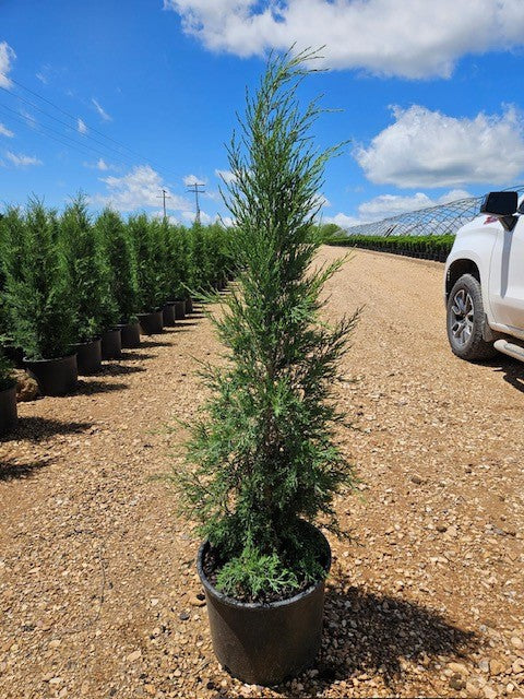Taylor Juniper - Now in Stock