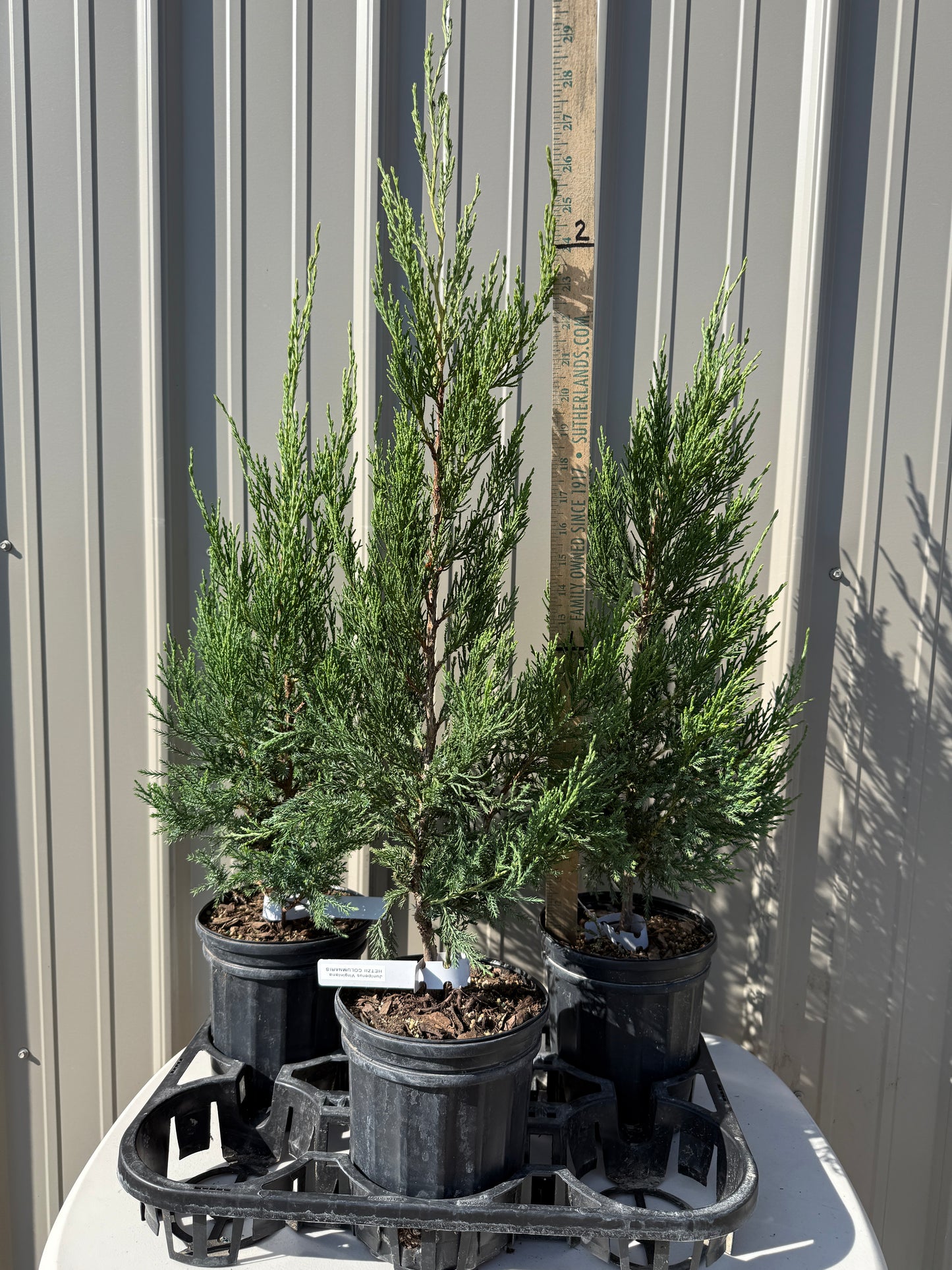 Juniperus chinesis 'Hetzi' Columnaris