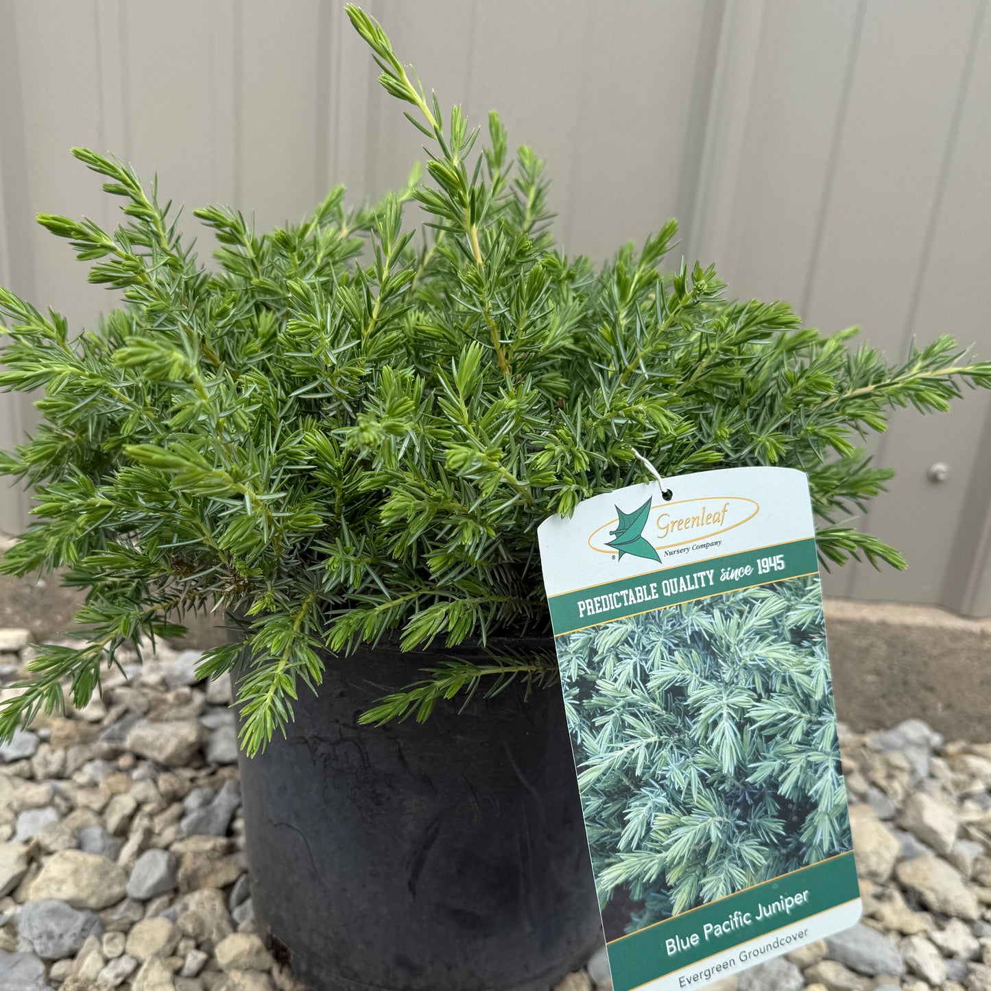 Blue Pacific Juniper - #2