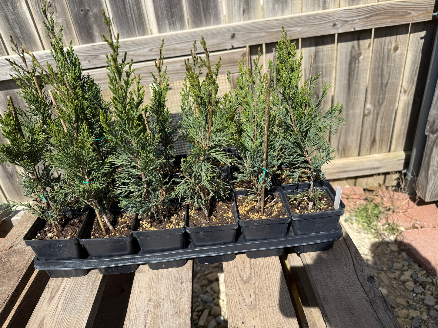 Juniper 'Spartan'
