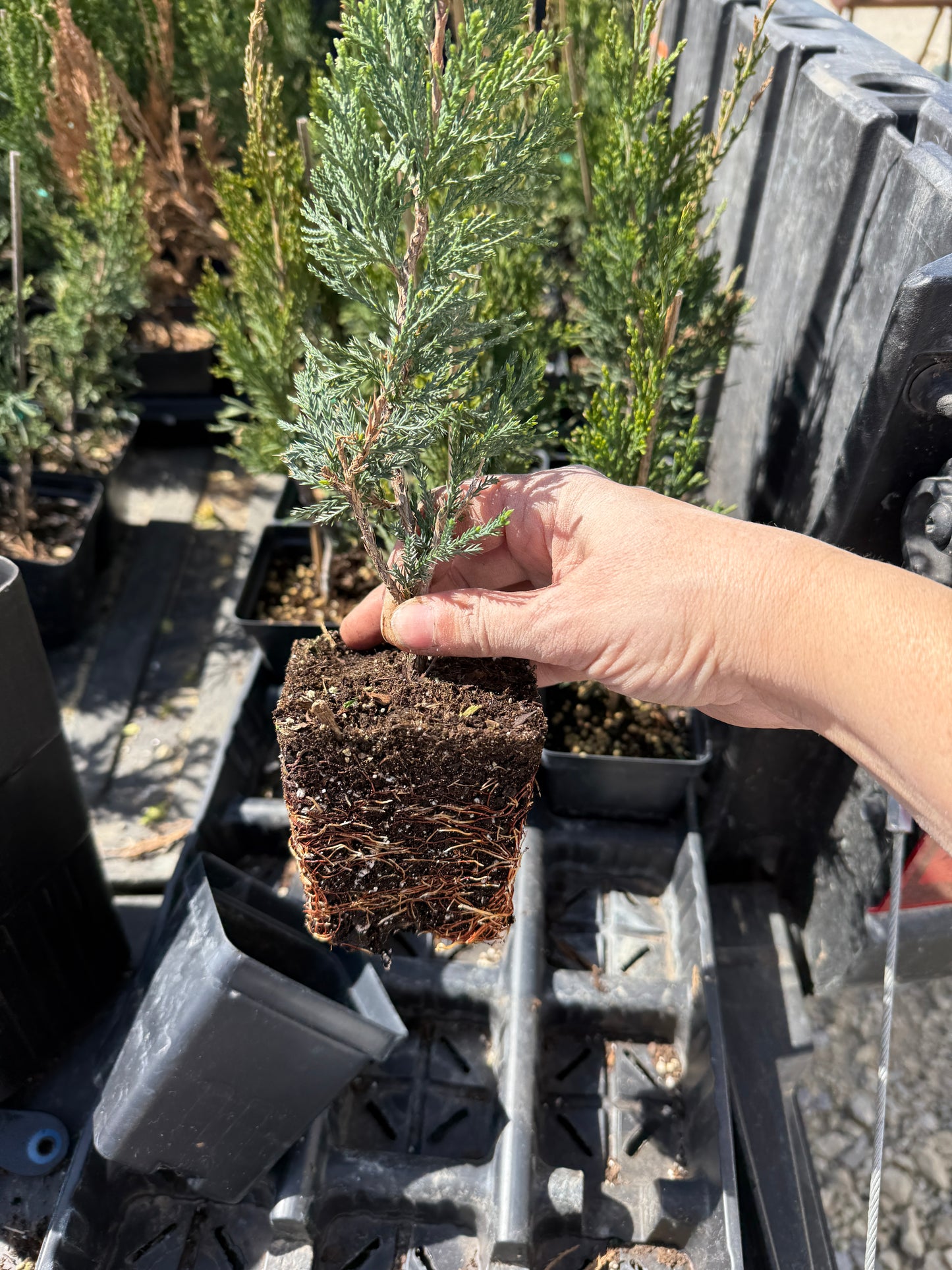 Juniper 'Spartan'