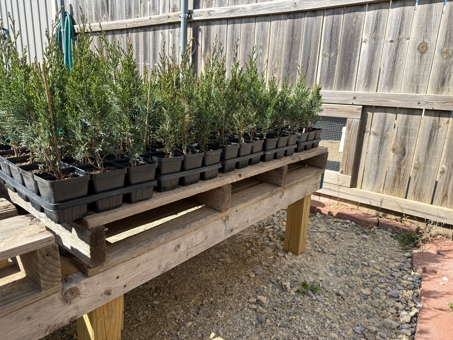 Juniper 'Spartan'