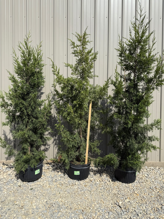 Juniperus chinesis 'Keteleeri' - "Field Grade"