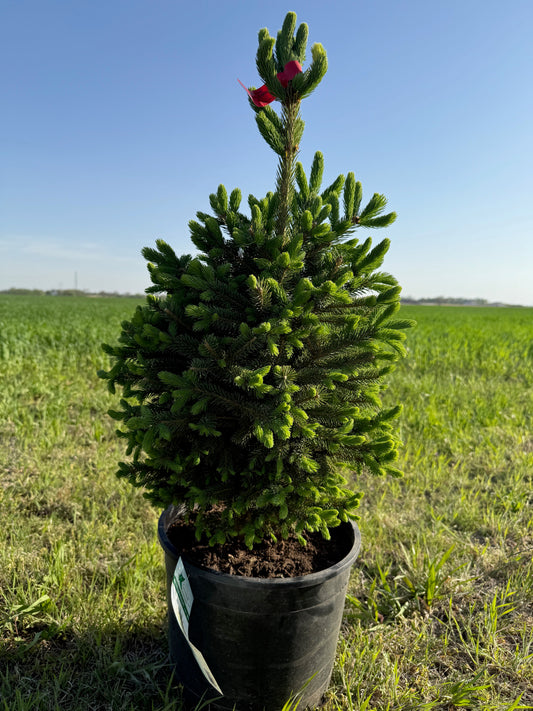Black Hills Spruce