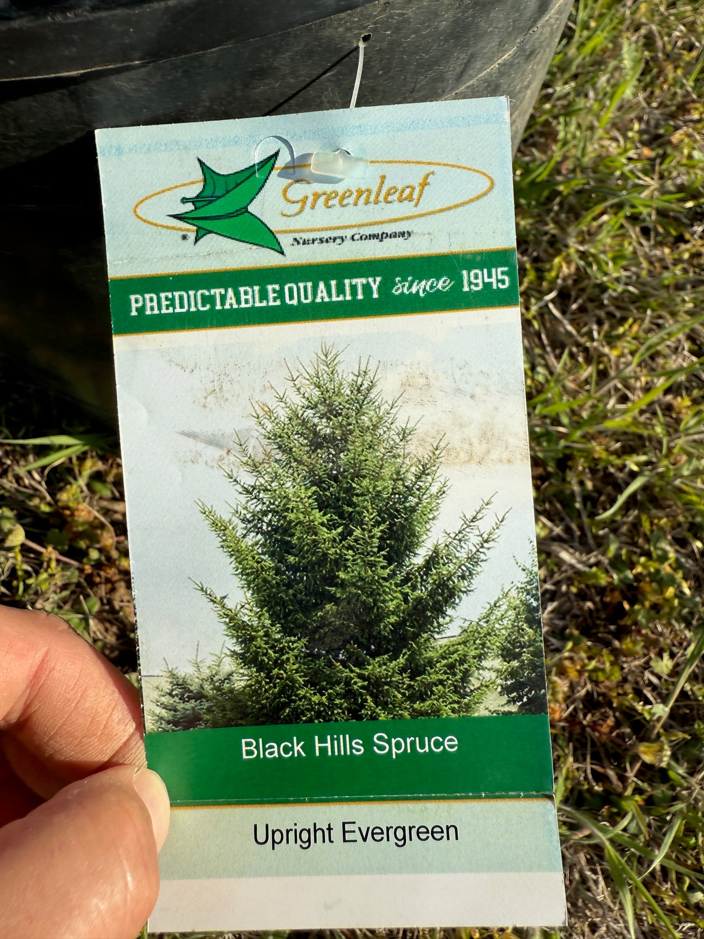 Black Hills Spruce