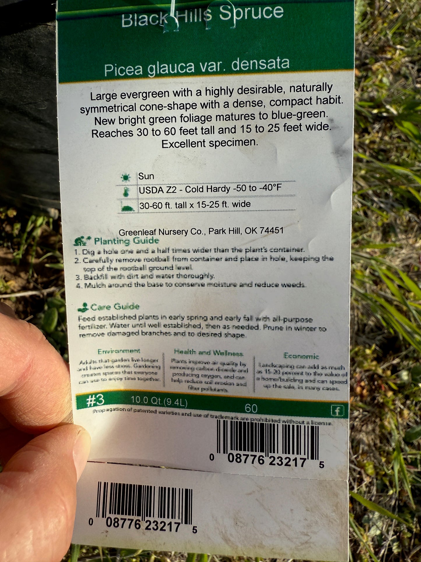 Black Hills Spruce