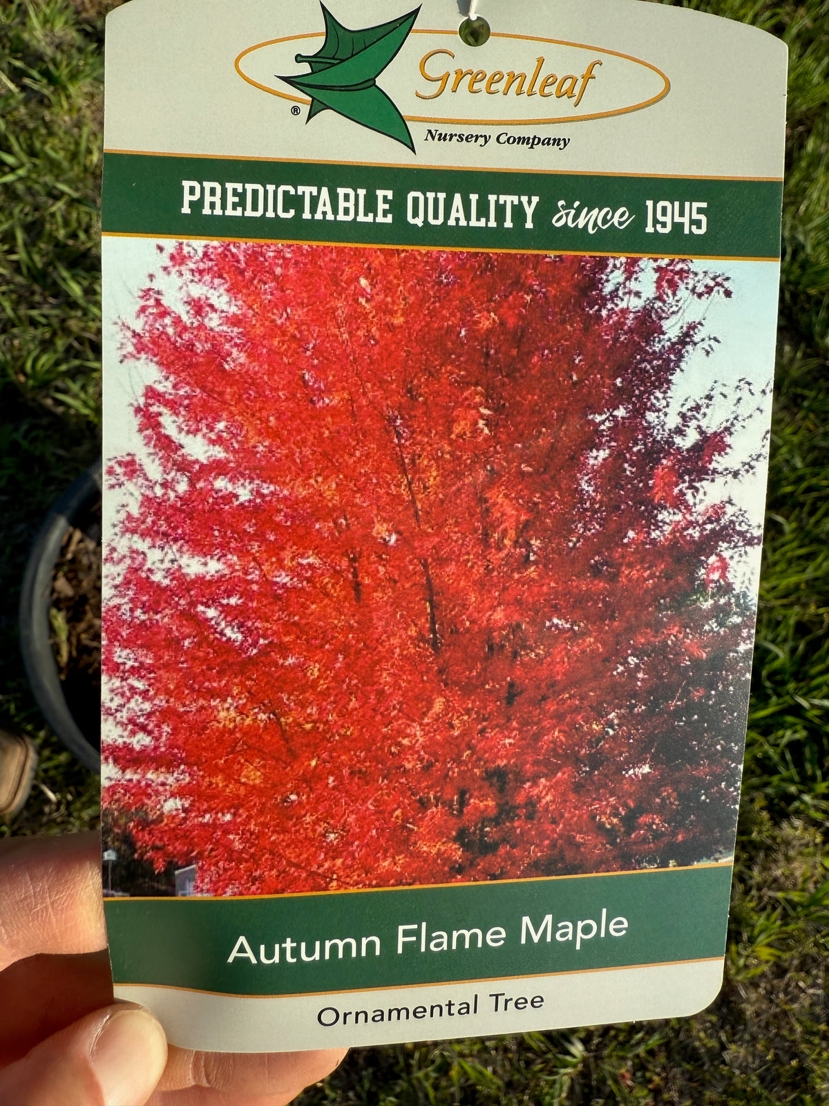 Ruby Fire Maple Autumn Flame Maple – TFG Nursery