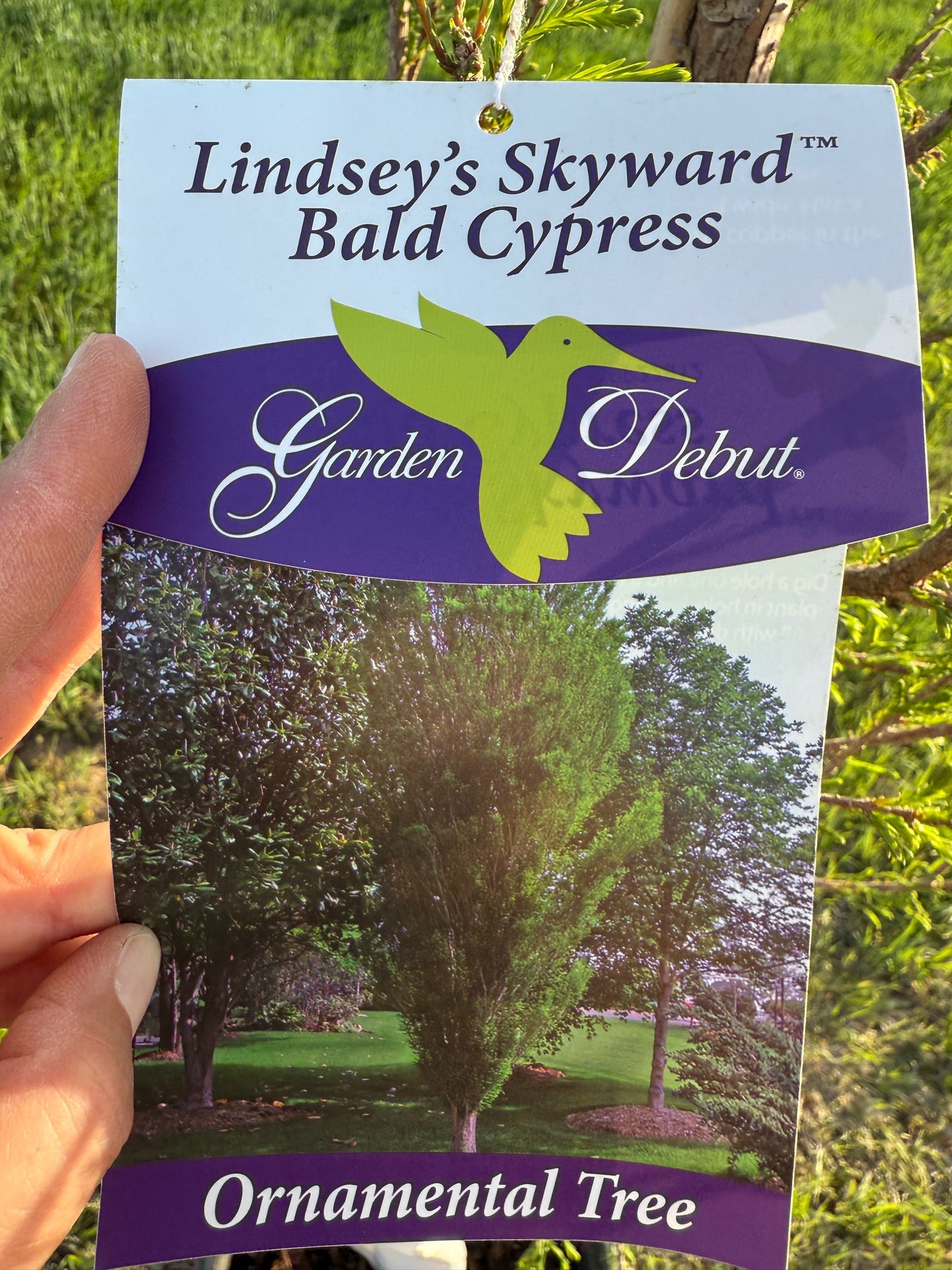 Lindsey's Skyward® Bald Cypress