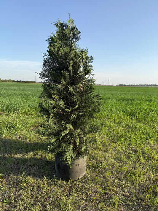 Murray Leyland Cypress
