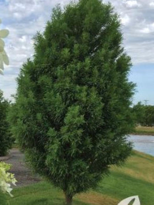 Lindsey's Skyward® Bald Cypress