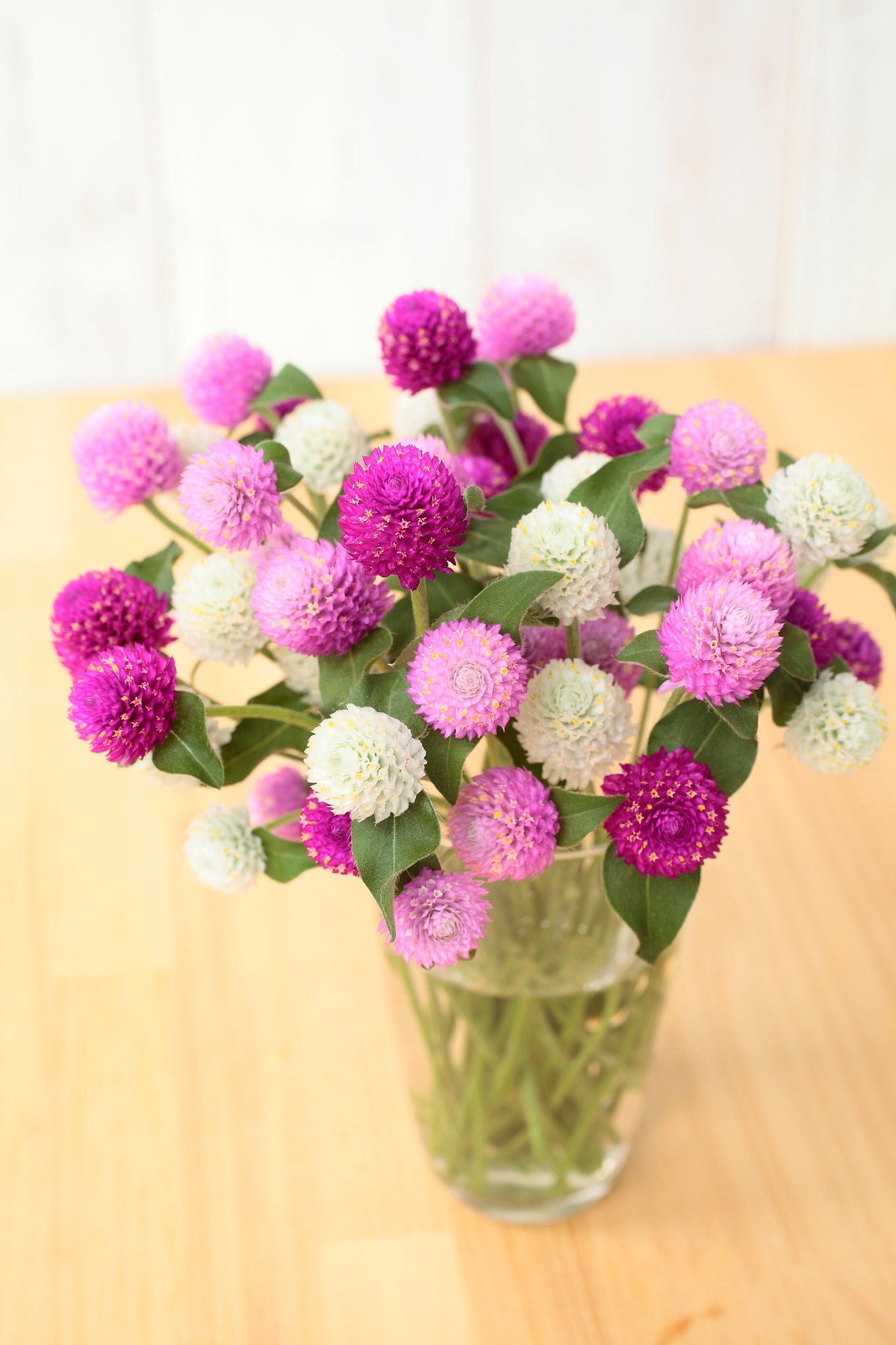 Gomphrena Ping Pong Mix