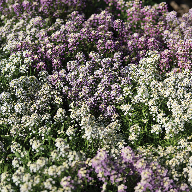 Alyssum Wandering Mixture