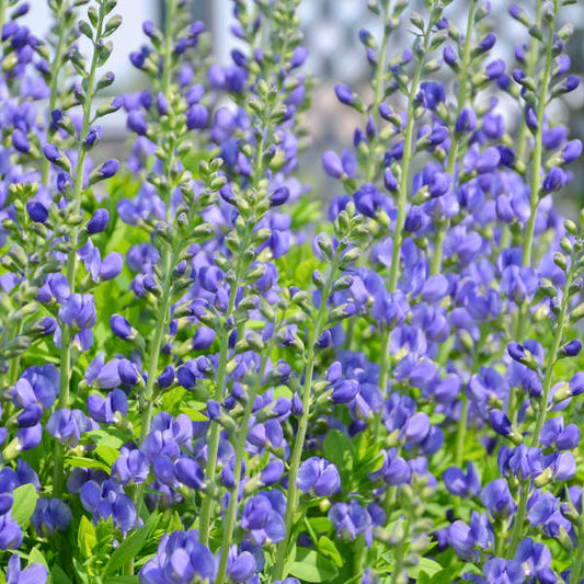 Baptisia australis