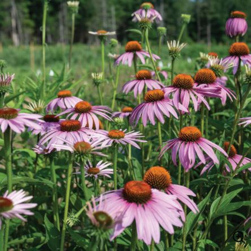 Echinacea purpurea