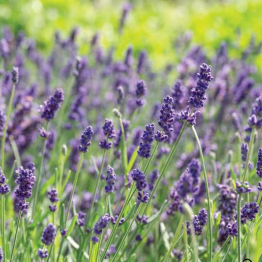 Ellagance Purple Lavender
