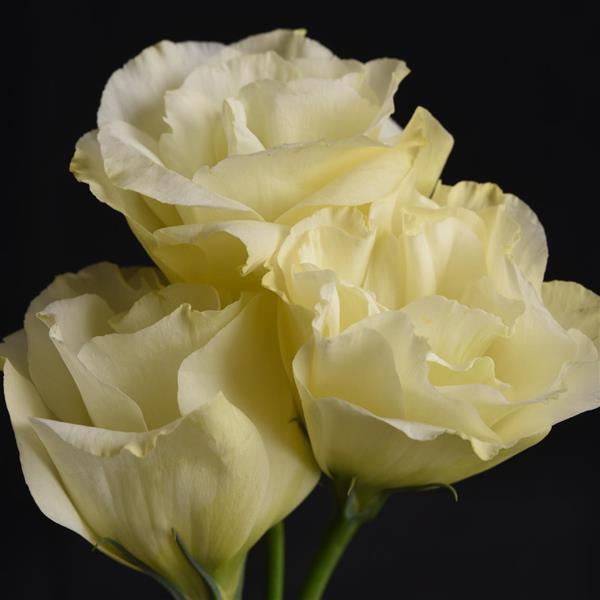 Lisianthus Flare Yellow