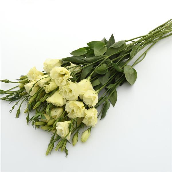 Lisianthus Flare Yellow