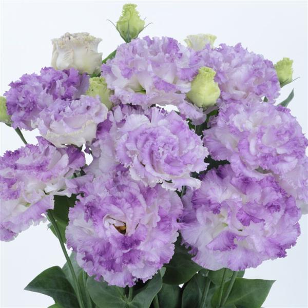 Lisianthus Voyage 2 Blue Flash